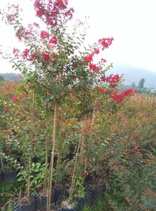 广西桂林天虹红火箭紫薇培育基地 美国三红紫薇控根容器苗的优势特点