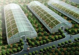 大棚芸豆控旺的合适时机与方法