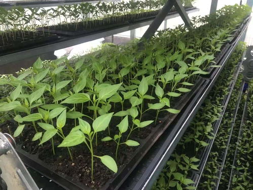 科技赋能绿色未来 江苏现代化林木育苗设备采购助力生态建设