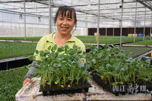威远育苗工厂 科技育苗带动村民增收 产业兴旺助力乡村振兴