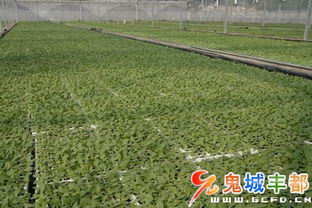 工厂育苗面积突破14000亩 现代农业技术驱动下的绿色产业新篇章