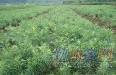 供应实用杉树种子育苗栽培技术——广西融水县苗山林木种子苗木经营部专业指南
