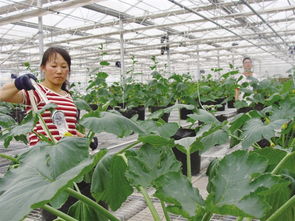 科技兴农结硕果 乐都区蔬菜新品种推广与林木育苗双丰收