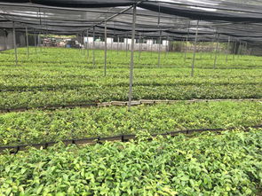 江西分宜 全国七成高产油茶良种的摇篮，村民年均增收超十万