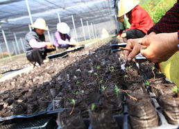 县林场现代林业基地建设工程初见成效 林木育苗工作迈上新台阶