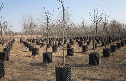 育苗控根器 现代园艺与林业的智能育苗利器