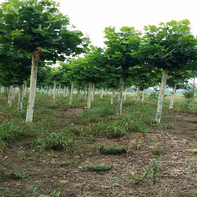 定州君涛林木育苗场 绿意盎然的产业先锋