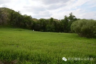 阿巴嘎旗 媒体探访沙地生态治理成果，育苗造林守护绿色希望